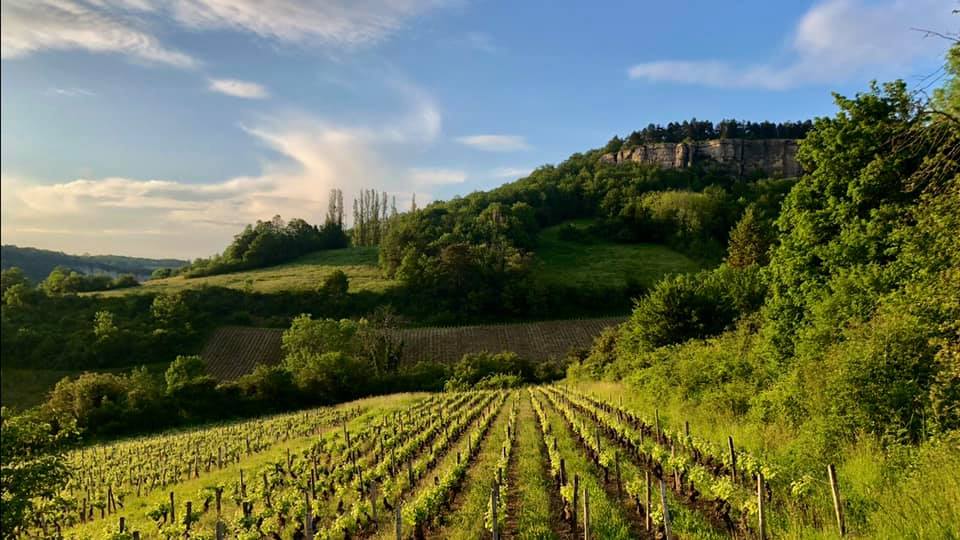 Vignes et falaises. Photo: Philippe Royer